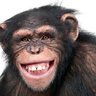 monkey legs