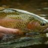 FlyFish