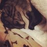 PugDog1