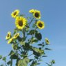 Sunnytime