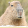 TheCapybara