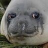 Ringing_seal