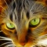 Jcat