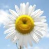 daisyjc