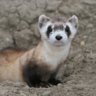Ferret