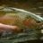 FlyFish