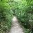 Foresthike