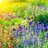 FloralDawn