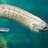 Enchanted_eel