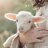 Dann_sheep