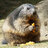 Marmot