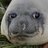 Ringing_seal