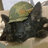 ArmedPuppy