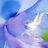 Larkspur