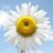daisyjc